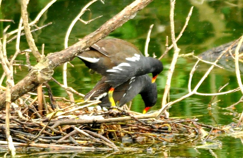 Gallinelle os!